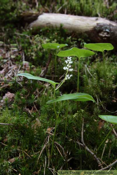 Ekorrbär, Maianthemum bifolium 